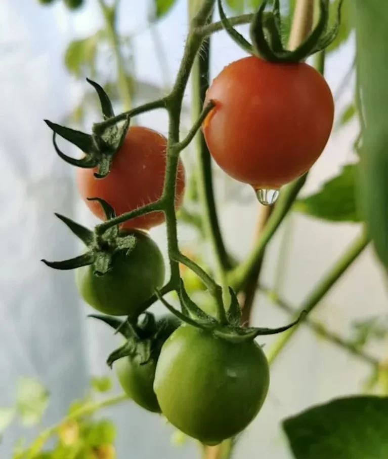 Organic farms avoid toxic inputs, improve soil health, grow clean, sustainable food that supports nature.